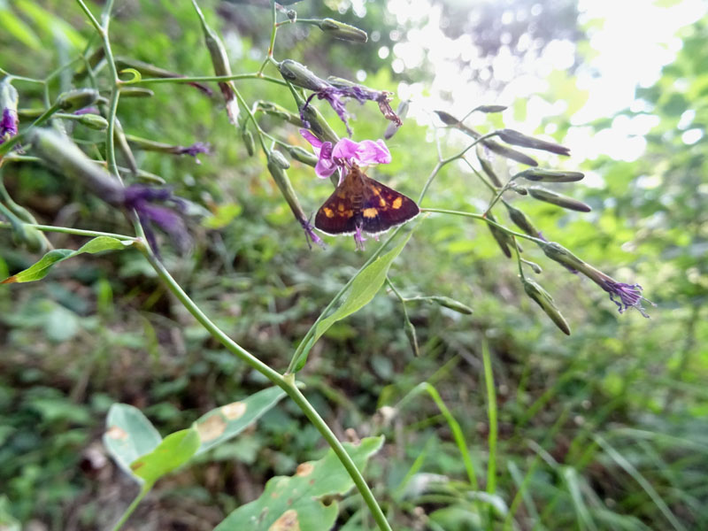 Purpuralis? No, Pyrausta falcatalis, Crambidae